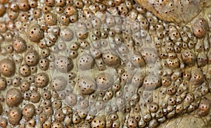 Back of the toad aga