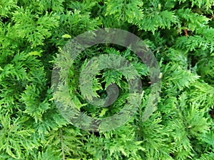 Macro background deep green moss on forest floor