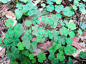 Macro background forest ground with wonderful green clover