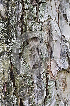 Macro background of gray bark of the tree