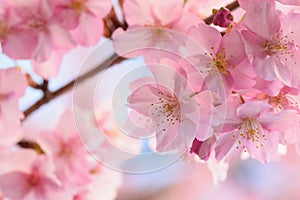 Macro background of Japanese Pink cherry Blossoms in horizontal frame