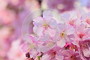 Macro background of Japanese Pink cherry Blossoms in horizontal frame