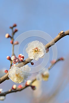 Macro background of Japanese White Plum Blossom branches