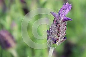 A macro background of a lavender bloosom bud