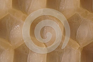 Macro background with an old sheet of natural beeswax sheet of comb foundation with a hexagonal pattern Cera Alba photo