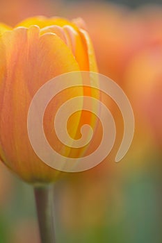 Macro background of orange & yellow colored spring Tulip flowers