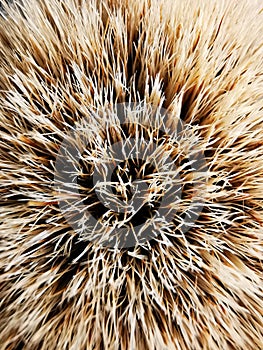 Macro background and texture of bristles and badger hair