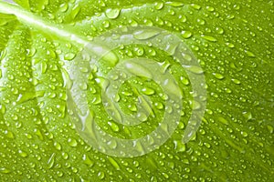 Macro background of water drops on green leaf