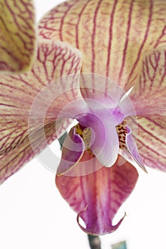Macro Baldan's Kaleides orchid