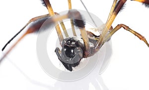 Macro Banana Spider 1