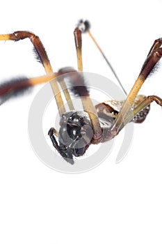 Macro Banana Spider 2