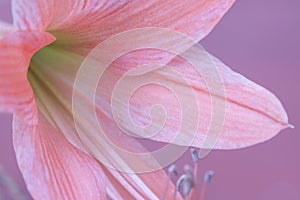 Macro of Barbados Lily flower.