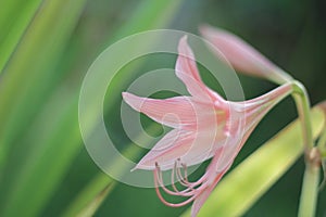 Macro of Barbados lily flower with beautiful blur background.