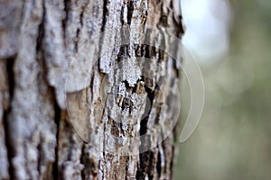 Macro Bark