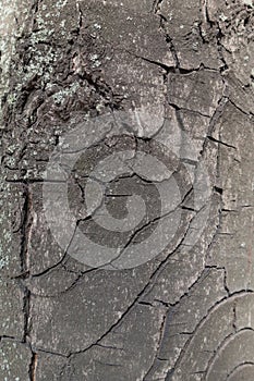 Macro of bark of horse chestnut