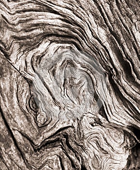 Macro of a bark of Olive tree wood texture