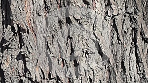 Macro bark of a tree. Clear place for your text. Empty space. texture of an old tree