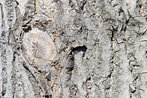 Macro bark of a tree. Clear place for your text. Empty space. texture of an old tree