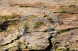Macro bark of a tree with moss full frame. Eye level shooting. The horizontal location of the picture. Soft focus.