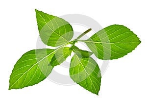 Macro Basil leaves on a white background.Mentha,