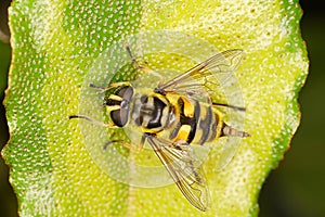 Macro of a Batman Hoverfly-Myathropa florea laying egg on a green leaf