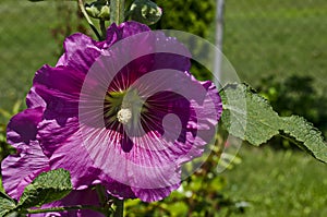 Macro beautiful Alcea rosea, Pink Malva or Hollyhock flower in the manastery garden, village Zhelyava