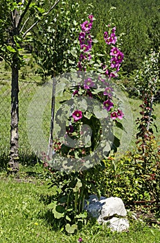 Macro beautiful Alcea rosea, Pink Malva or Hollyhock flower in the manastery garden, village Zhelyava photo