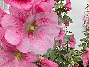 Macro beautiful Alcea rosea, Pink Malva or Hollyhock in the garden. Tall flower Hollyhock with huge flowers