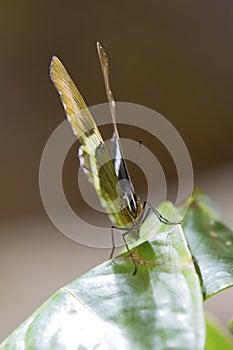 Macro of a beautiful brown butterfly on a green leaf seen from f