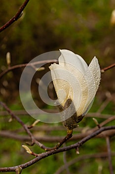 Macro of a beautiful bud of magnolia