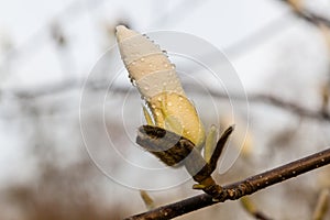 Macro of a beautiful bud of magnolia