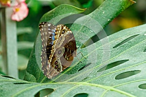 Macro beautiful butterfly Morpho helenor