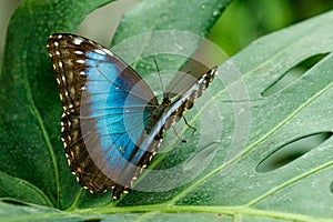 Macro beautiful butterfly Morpho helenor photo