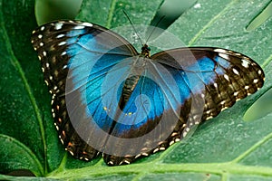 Macro beautiful butterfly Morpho helenor photo