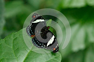 Macro beautiful butterfly Papilio aegeus