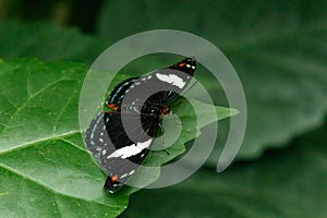 Macro beautiful butterfly Papilio aegeus