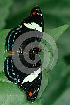 Macro beautiful butterfly Papilio aegeus