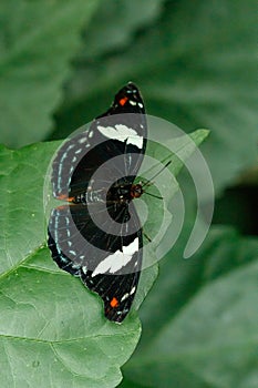 Macro beautiful butterfly Papilio aegeus