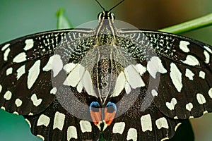 Macro beautiful butterfly Papilio demoleus