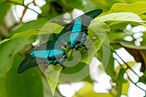 Macro beautiful butterfly Papilio palinurus