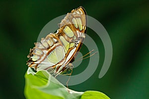 Macro beautiful butterfly Siproeta stelenes