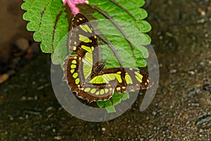 Macro beautiful butterfly Siproeta stelenes photo