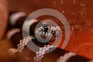 Macro beautiful california kingsnake snake