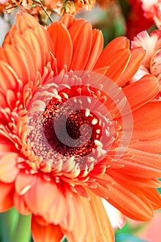 Macro of a Beautiful Coral Colored Gerbera Daisy