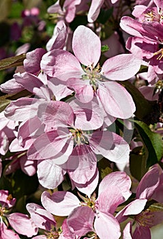 Macro of Beautiful Crab Apple Flowers