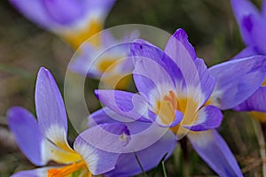 macro of beautiful crocus flowers in a garden in early springtime