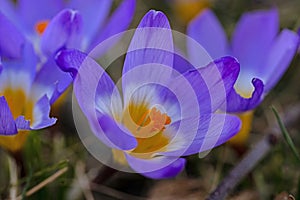 macro of beautiful crocus flowers in a garden in early springtime