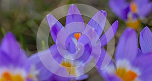 macro of beautiful crocus flowers in a garden in early springtime