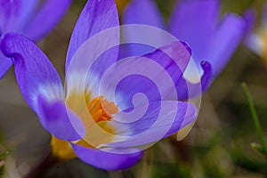 macro of beautiful crocus flowers in a garden in early springtime