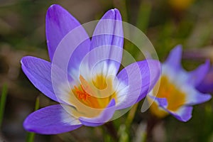 macro of beautiful crocus flowers in a garden in early springtime